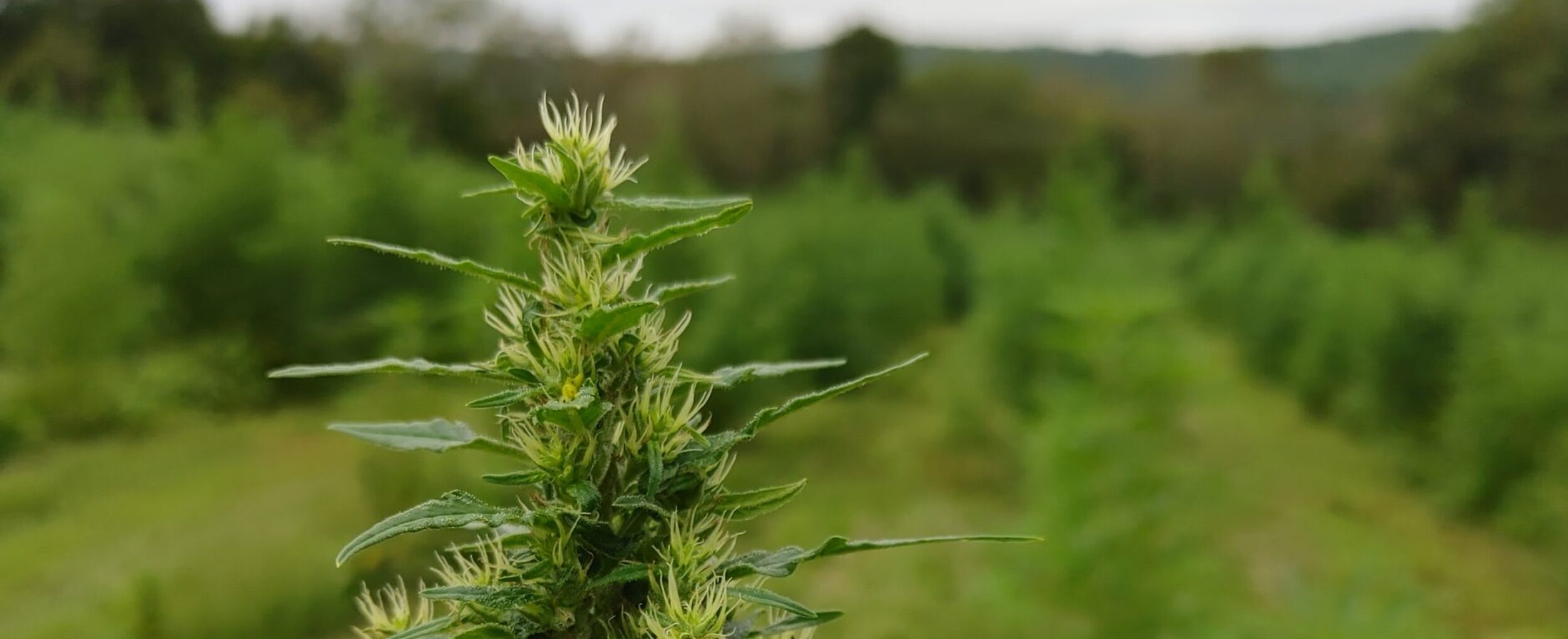 Cannabis Hemp Plant Cbd Strain Mountain Farms New York State