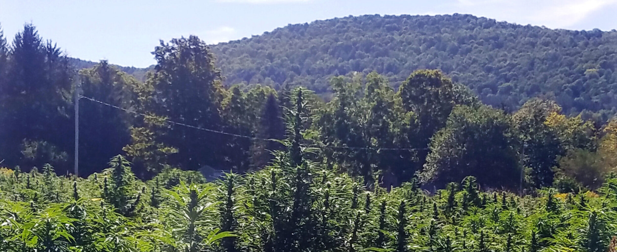 Hemp Cannabis Crop at Strain Mountain Farms in New York State